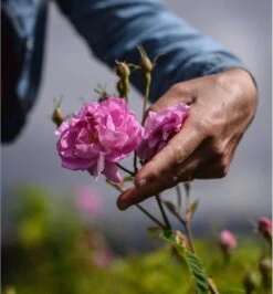 Miss Dior Absolutely Blooming 50 Ml - Eau De Parfum - Damesparfum -Parfum Verkoopwinkel 1114x1200