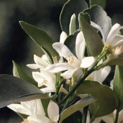 Chloé Chloé Naturelle Eau De Parfum - 30 Ml 26 Chloé Chloé Naturelle Eau De Parfum - 30 Ml -Parfum Verkoopwinkel 1200x1200 100