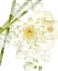 Bvlgari Omnia Crystaline 40 Ml - Eau De Toilette - For Women -Parfum Verkoopwinkel 978x1200